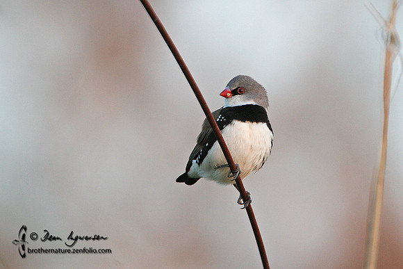 Diamond Firetail
