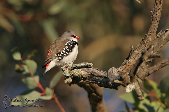Diamond Firetail