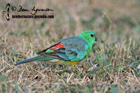 Red-rumped Parrot