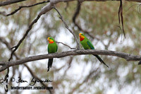 Superb Parrot