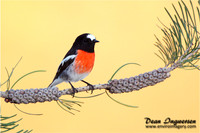 Scarlet Robin