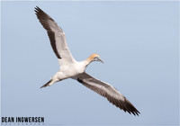 Cape Gannet
