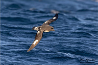 Cape Petrel
