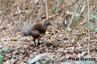 Albert's Lyrebird