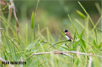 Chestnut-breasted Mannikin