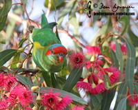Musk Lorikeet