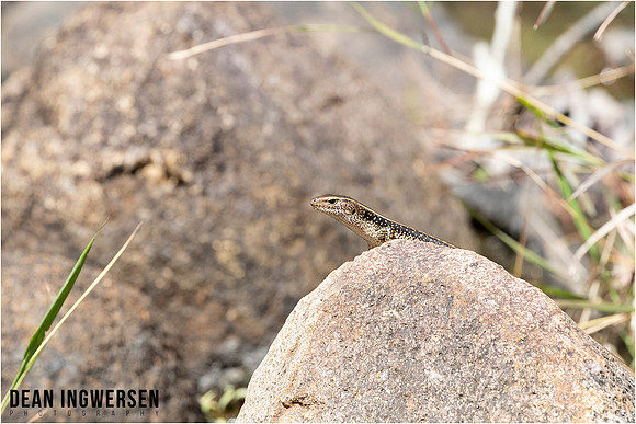 Eastern Water Skink (Eulamprus quoyii)