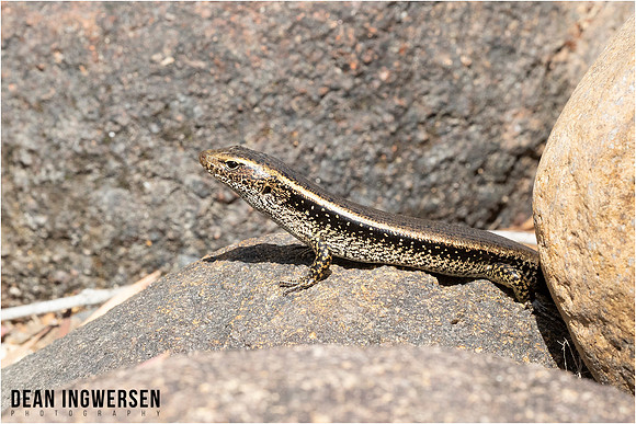 Eastern Water Skink (Eulamprus quoyii)