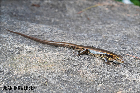 Eastern Water Skink (Eulamprus quoyii)