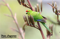 Kakariki