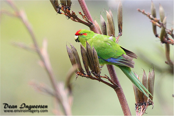 Kakariki
