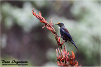 Tui