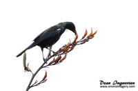 Tui