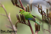 Kakariki