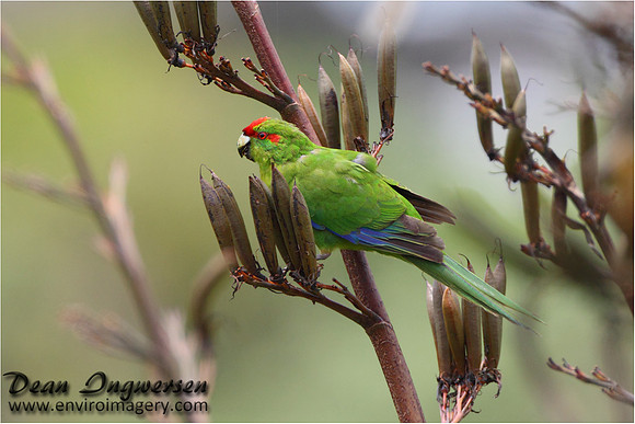 Kakariki