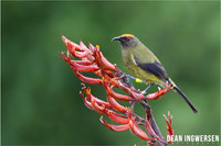New Zealand