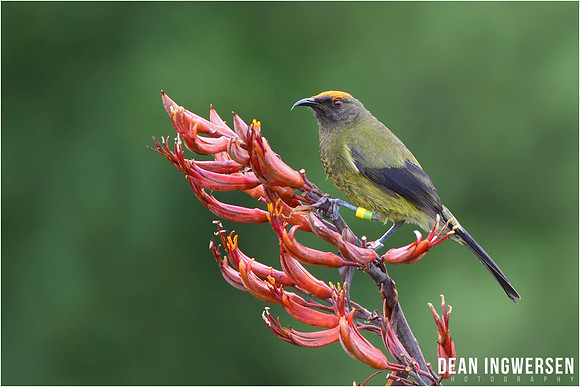 Bellbird