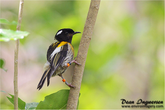 Stitchbird (Hihi)