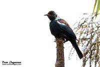 Tui