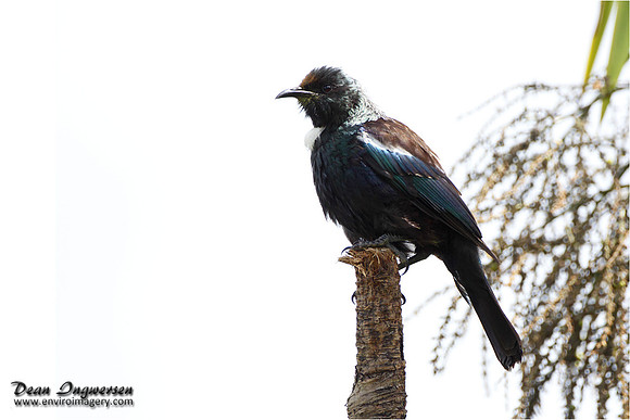 Tui