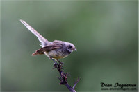 Fantail