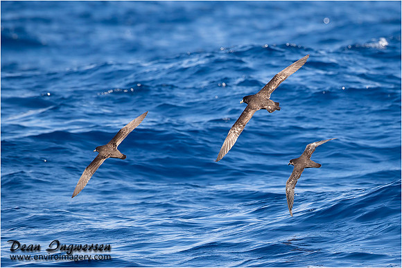 White-chinned Petrel (middle)