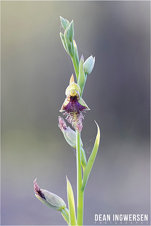 Purple Beard Orchid (Calochilus robertsonii)
