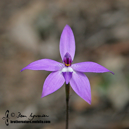 468_6882 Waxlip orchid (Glossodia major)