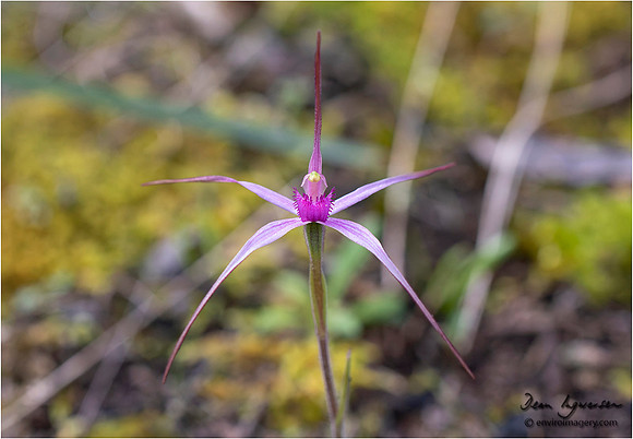 Rosella Spider Orchid (Caladenia rosella) 2022_09_09__MG_6444