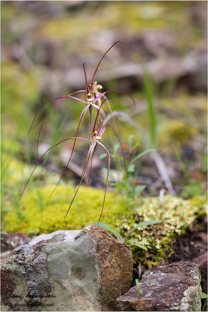 Daddy Long Legs Orchid (Caladenia filamentosa) 2022_09_09__MG_7081