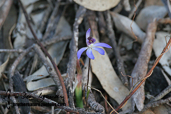 458_5885 Blue Caladenia orchid