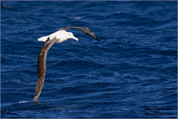 Southern Royal Albatross