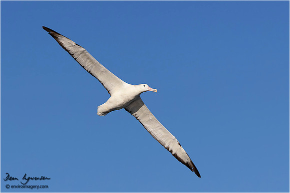 Southern Royal Albatross