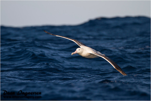 Southern Royal Albatross