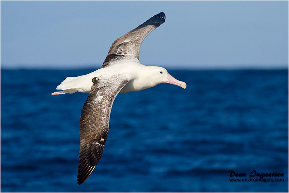 Southern Royal Albatross