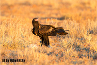 Wedge-tailed Eagle
