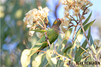 Varied Lorikeet