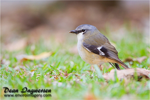 Grey-headed Robin