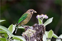 Spotted Catbird