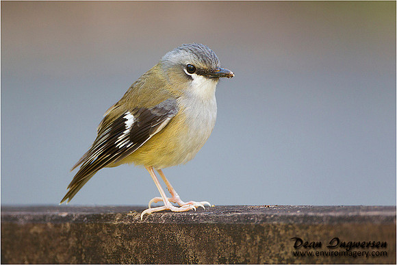 Grey-headed Robin