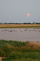 Western Treatment Plant, Werribee