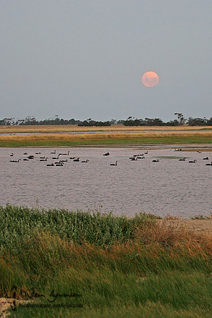 Western Treatment Plant, Werribee