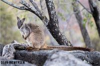 Herbert's Rock-Wallaby