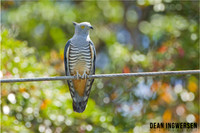 Pacific Baza