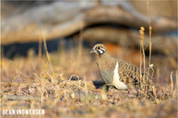 Squatter Pigeon