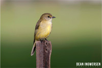 Lemon-bellied Flyrobin