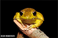 Australian Amphibians