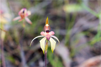 Australian Plants