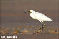 Egrets