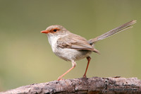 685_8550 Superb Fairy-wren female